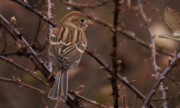 Wintertime Field Sparrows in central North Carolina